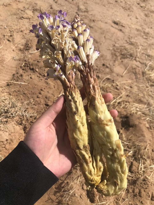 阿拉善沙漠中的一种植物,素有 沙漠人参 美誉,市场200元一斤